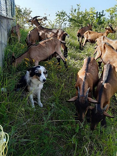 Chèvrerie de l'Abergement