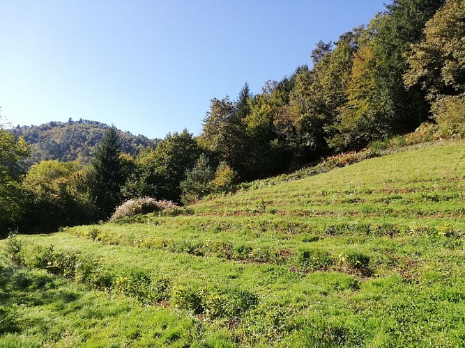 Thé 19 - St Chamant 2_2