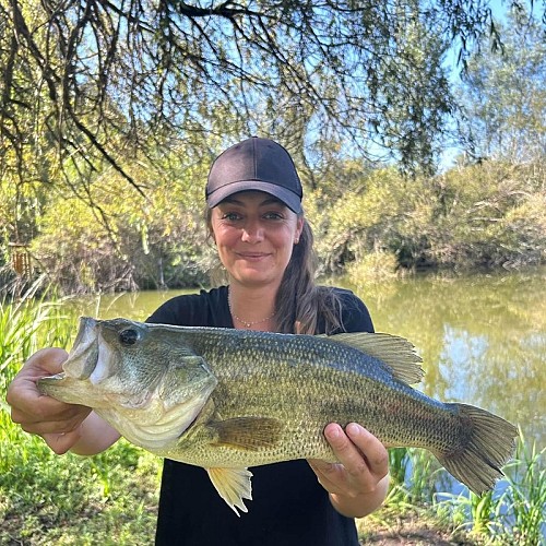 multipeche black bass S