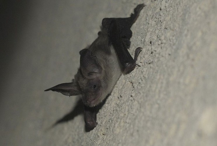 Murin de Bechstein juvénile