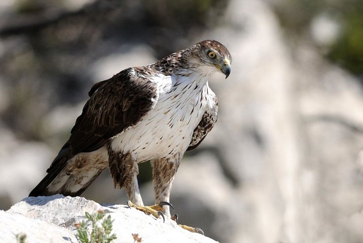 Aigle de Bonelli