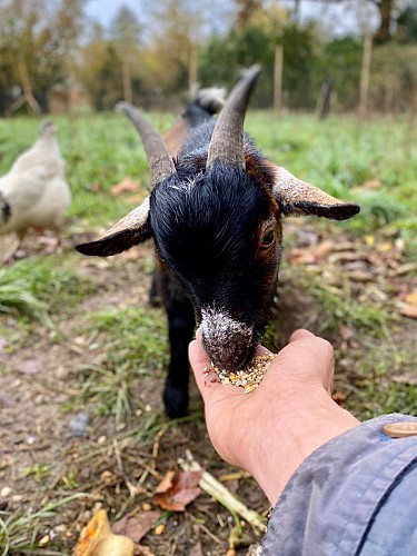 La Ferme à la Plage Ferme pédagogique Le Porge (2)