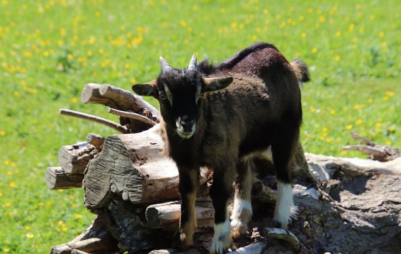Camping Domaine de la Catinière (14)