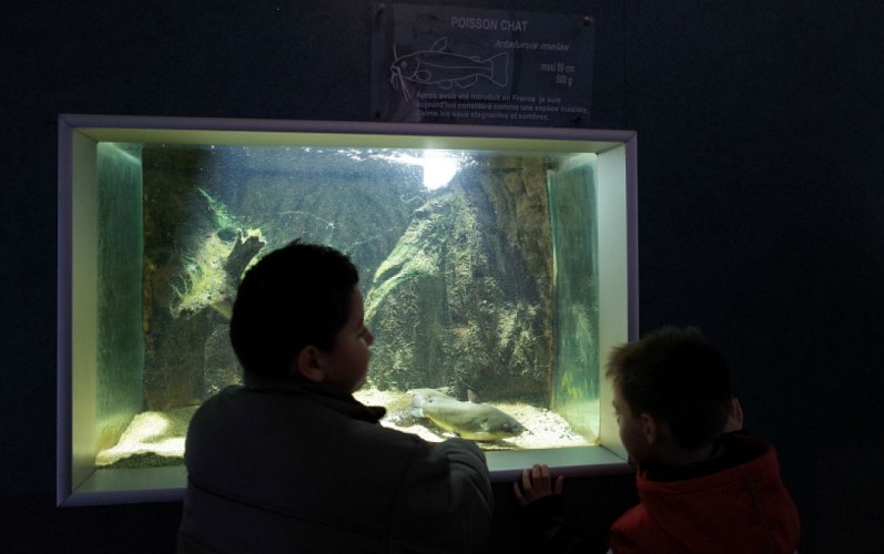 2-Maison-de-la-nature---Aquarium