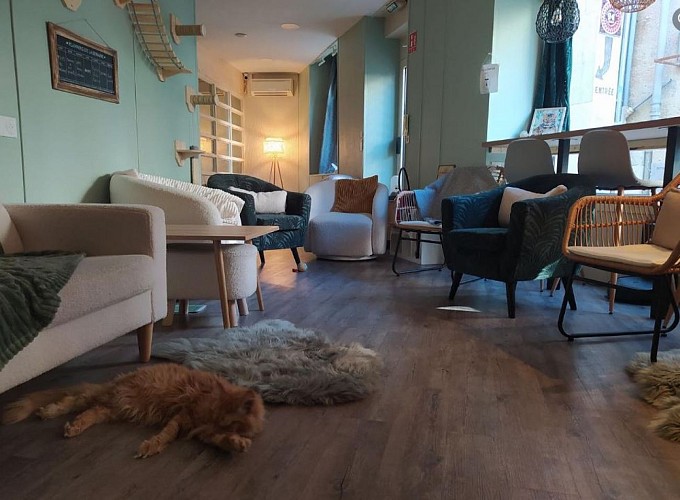 Op'tit chat gaillard