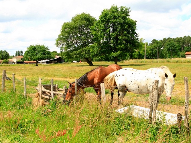 Gajac - ferme de Peyrot (11)