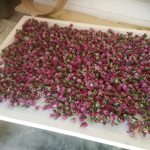 Plantes médicinales, Aux plantes libérées