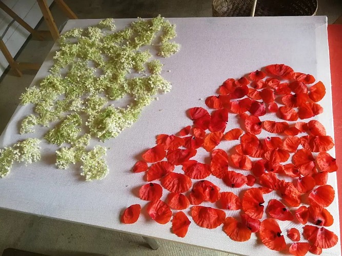 Plantes médicinales, Aux plantes libérées