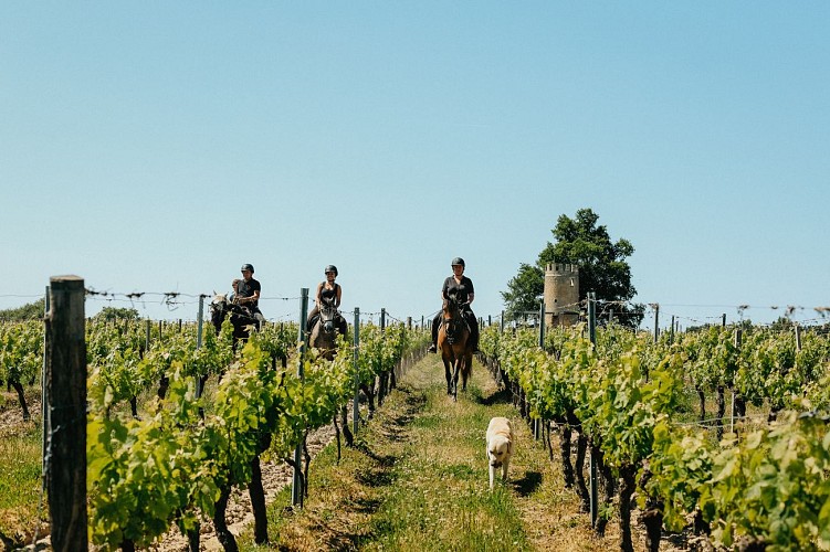 Chateau Vieille Tour - la Gironde du Sud 