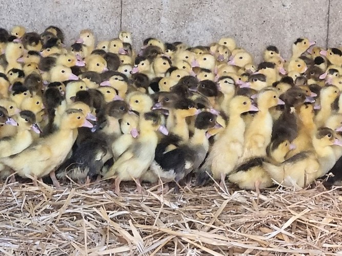 La Ferme de Martin Neuf