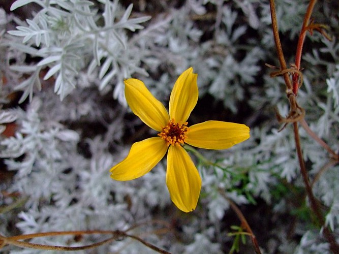 Les Jardins de Coursiana