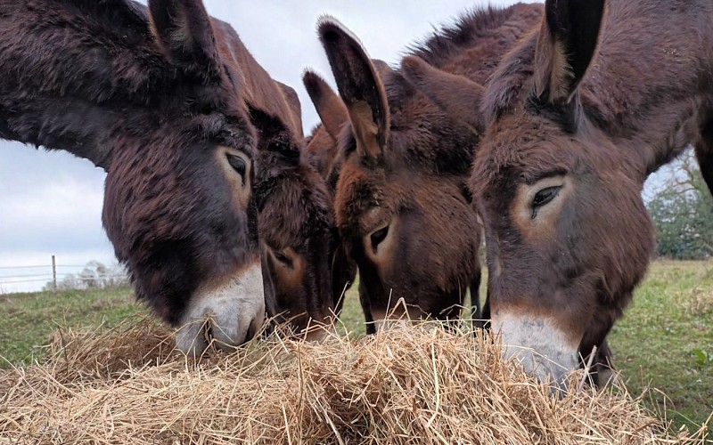 Asinerie des camot's 5