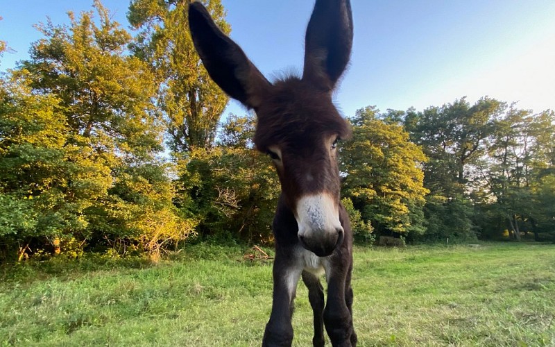 Asinerie des camot's 8