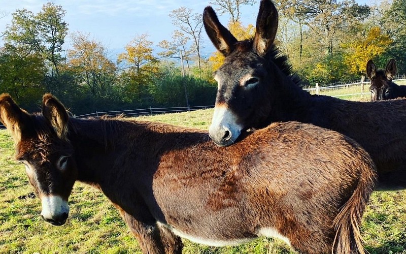 Asinerie des camot's 1