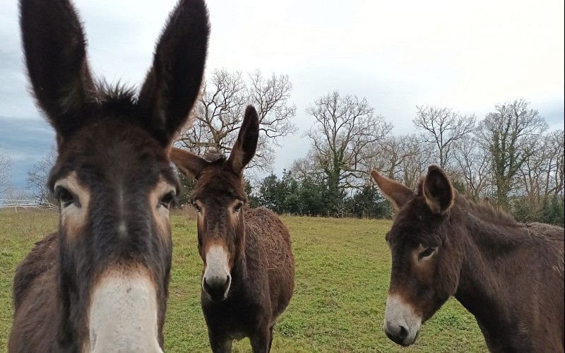 Asinerie des camot's 2