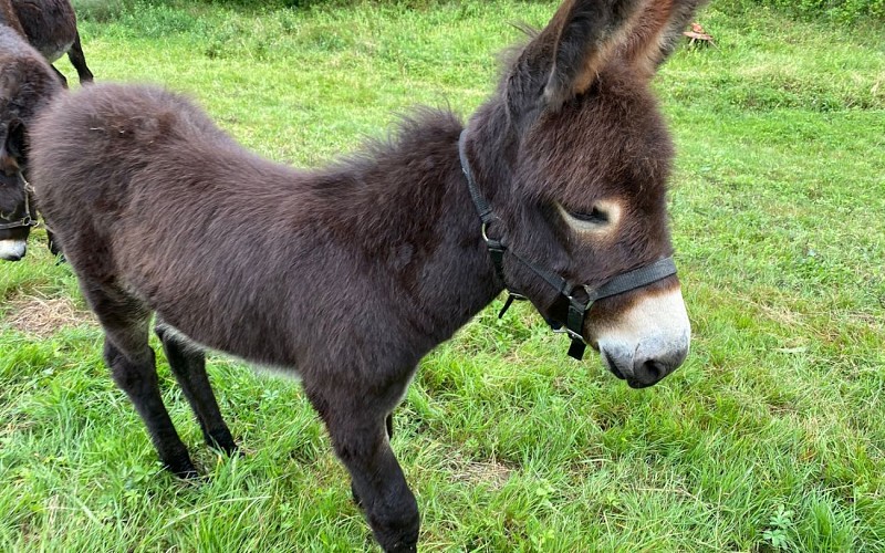 Asinerie des camot's 8