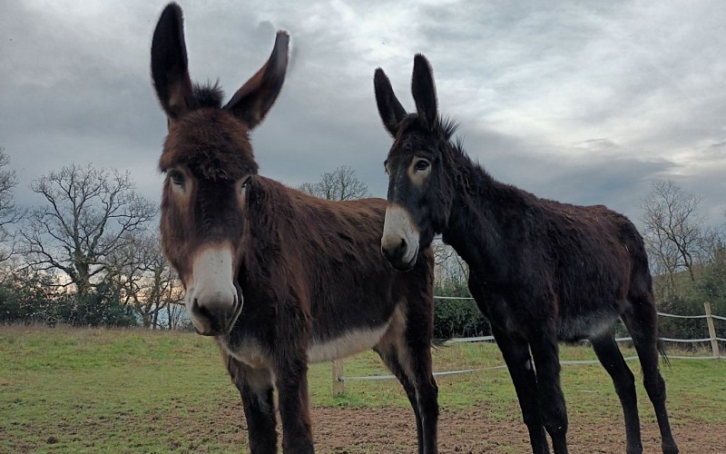 Asinerie des camot's 6