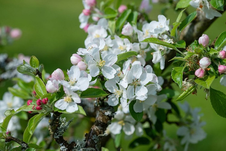 Fleur de pommier