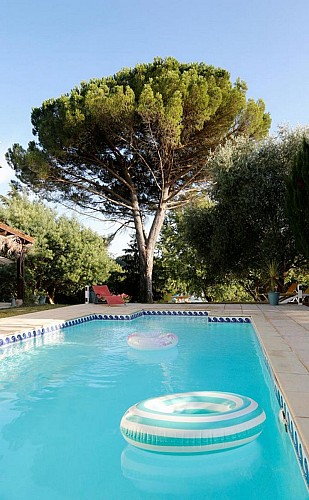 Vue-piscine-et-le-grand-pin bis