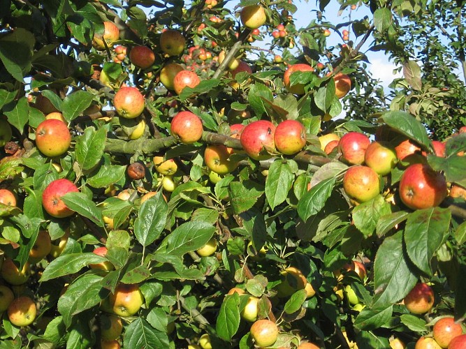 Vergers de Fumichon orchards