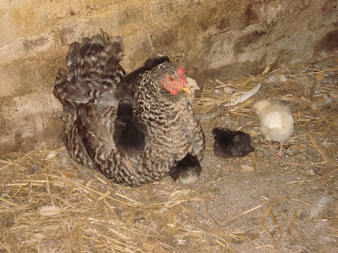 Ferme du lieu Roussel