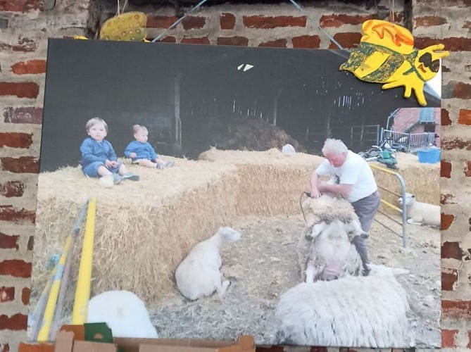 La Tonte des Brebis- Ferme du Lieu Roussel - Douville-en-Auge