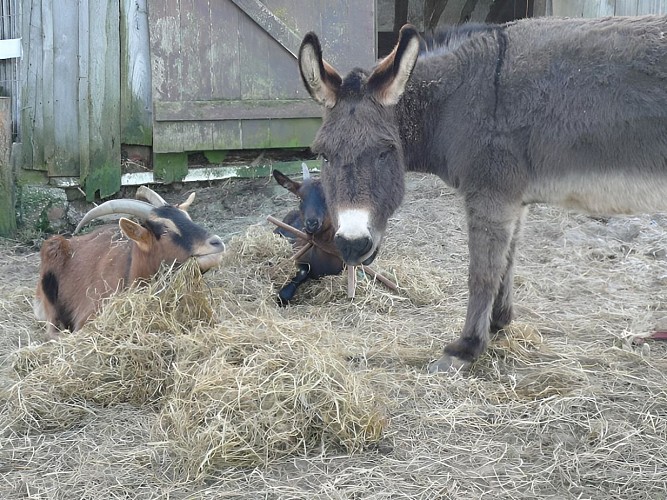 DOUVILLE EN AUGE_Le Lieu Roussel