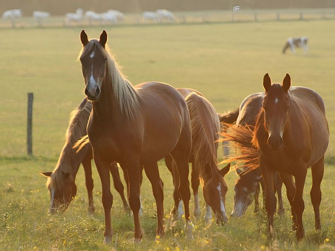 Haras d'Ecajeul