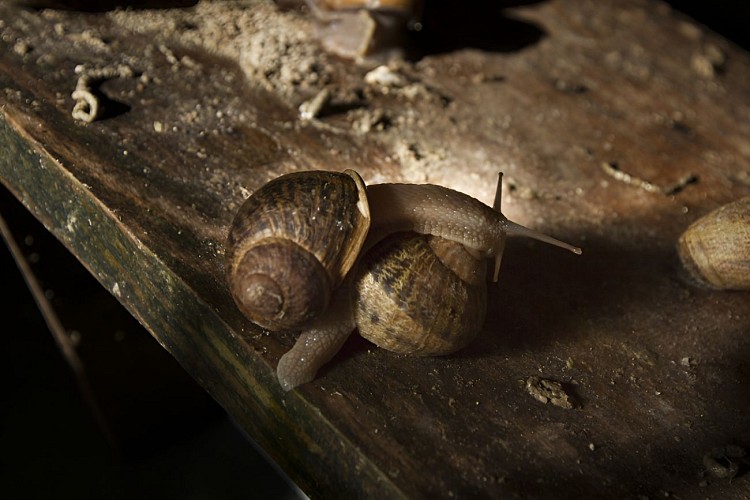 VisiteInsolite_Botanique_Escargot_WEB-36