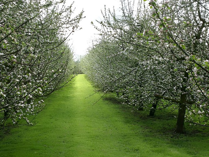 Calvados Pierre Huet
