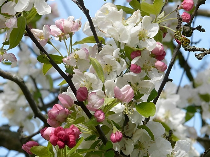 calvados-christian-drouin-ok-7-1528721557