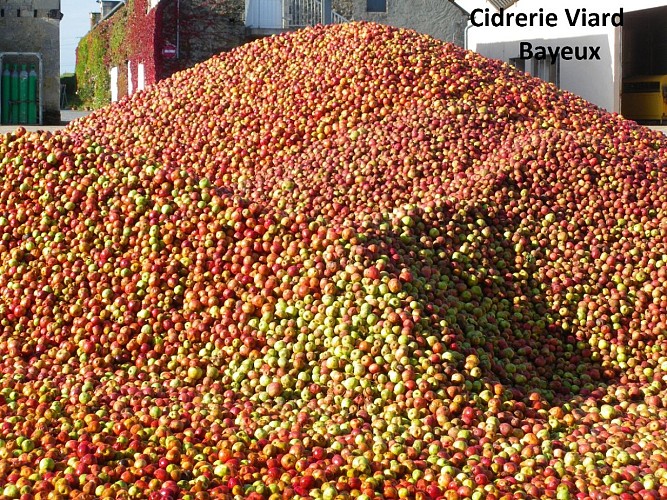 Pommes silo brassage illico prestocv