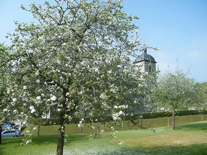 Pommiers à Le Mesnil-Caussois