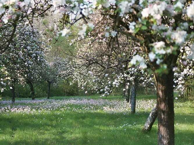 Pommiers en fleurs - Ferme du Lavoir