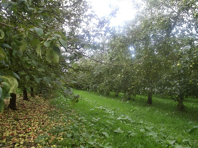 Verger - Ferme du Lavoir