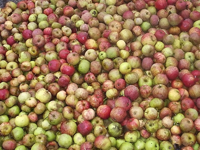 Ferme du lavoir - pommes