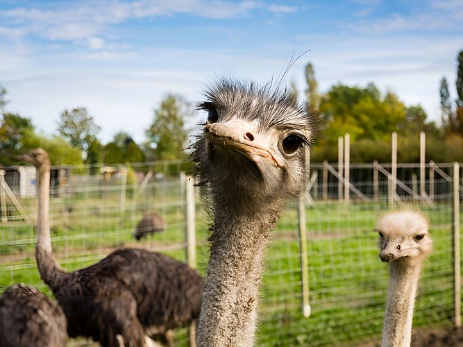 Le Clos des ratites à Saint Pierre de Mailloc, près de Lisieux
