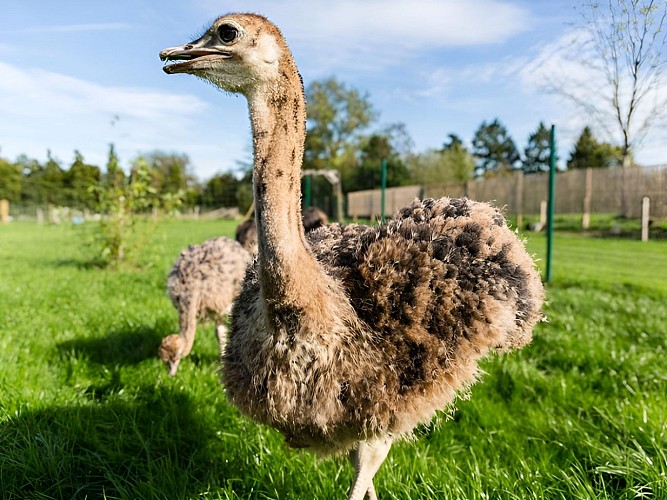 Le Clos des ratites à Saint Pierre de Mailloc, près de Lisieux
