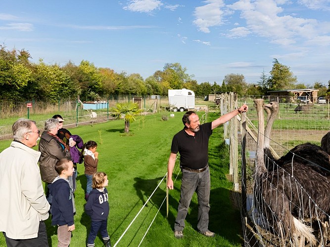 Le Clos des ratites à Saint Pierre de Mailloc, près de Lisieux