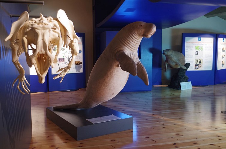 Exposition "Sirènes et Fossiles"