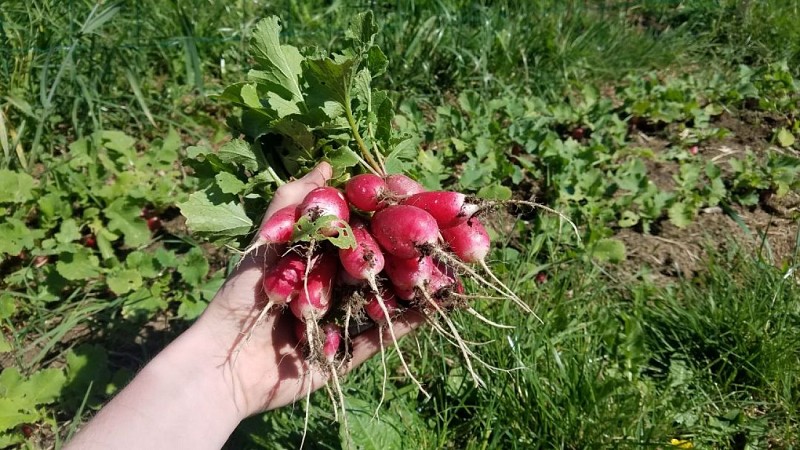 Vivre en autonomie alimentaire