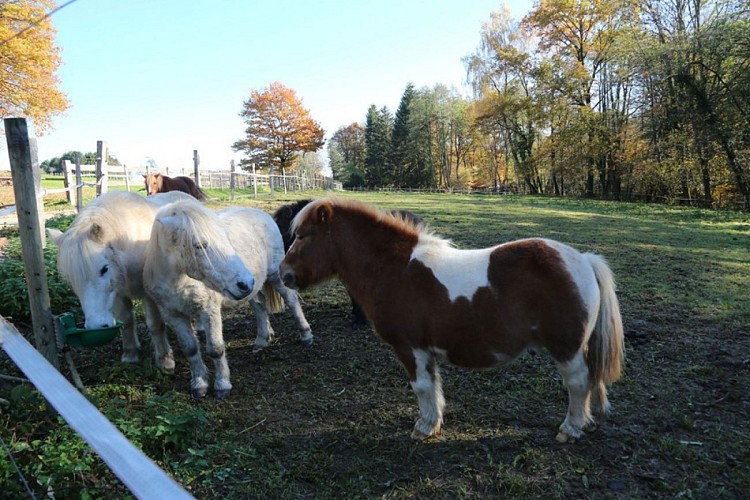 Pony-Club Haut Bois