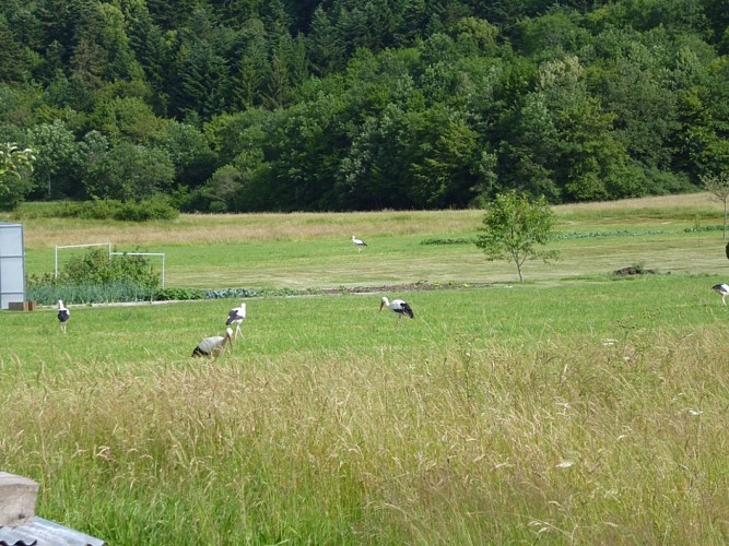 Paysage