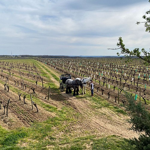 Les visites hippomobiles Bourgoin Cognac