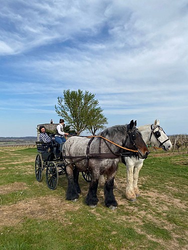 Les visites hippomobiles Bourgoin Cognac