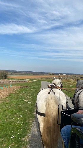 Les visites hippomobiles Bourgoin Cognac