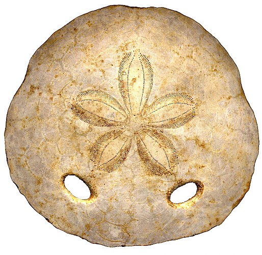 fossile d'amphiope (oursin)