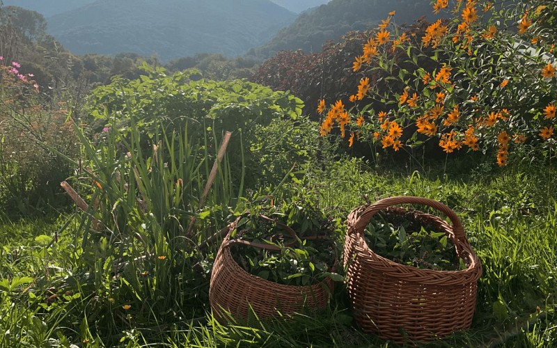 Perm'hart Arthez d'Asson plantes ferme sophie cahuzac 1