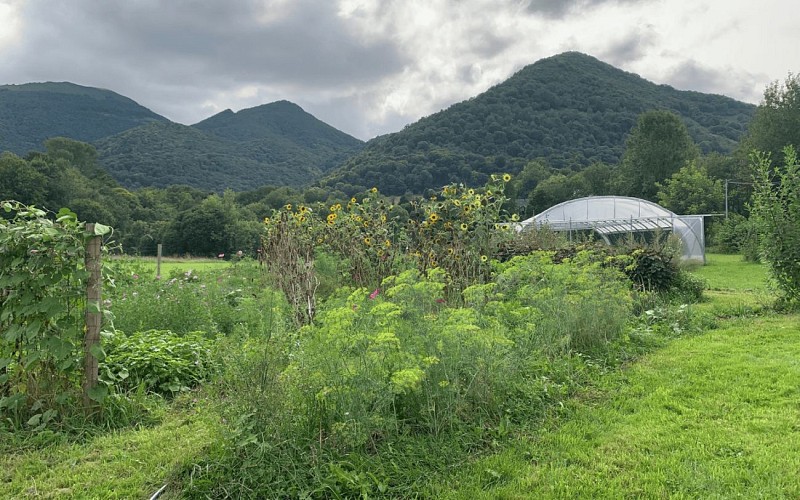 Perm'hart Arthez d'Asson plantes ferme sophie cahuzac 2