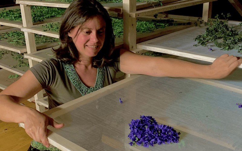 Perm'hart Arthez d'Asson plantes ferme sophie cahuzac 4